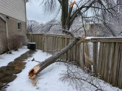 Truck loaded with removed tree branches and debris