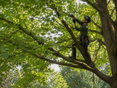 Tree canopy after a crown thinning service