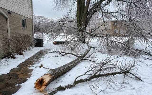Dead branch being lowered safely by rope